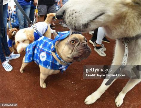 Dodger Dogs Photos and Premium High Res Pictures - Getty Images