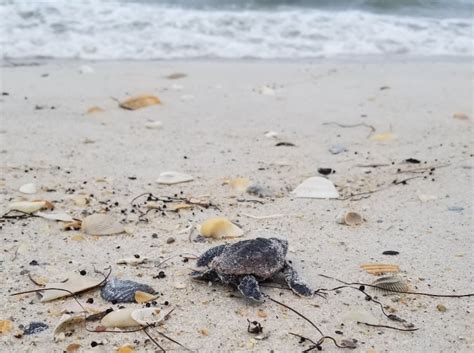 Tips For Night Beach Walks During Sea Turtle Nesting Season