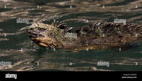 Marine Iguana Amblyrhynchus Cristatus Swimming In The Ocean In The