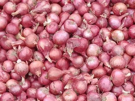 Nashik Red Onions A Grade Onion Size Mm At Kg In New Delhi