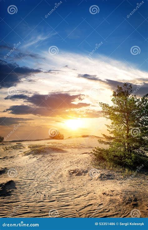 Tree In Sand Desert Stock Photo Image Of Sunlight Pile 53351486