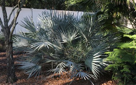 Buy Silver Saw Palmetto Palm FREE SHIPPING Wilson Bros Gardens 7