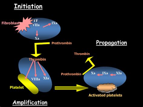 Cell-based model of the mechanism of blood coagulation | Download ...