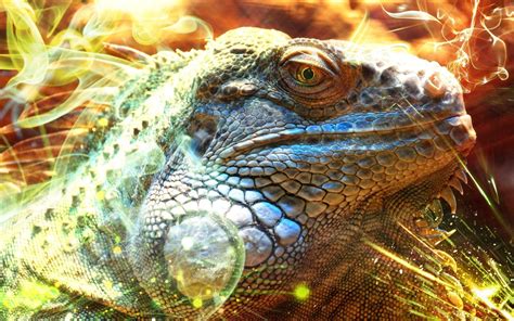 Iguana Wallpapers - Wallpaper Cave