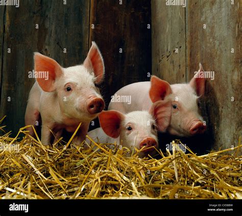 20 25 Lb 4 Wk Feeder Pigs Stock Photo Royalty Free Image 50520509 Alamy