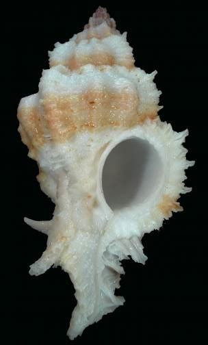 Chicomurex Venustulus 3258106