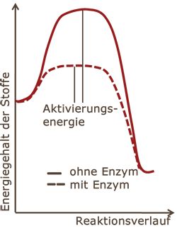 Biologie EF Enzymatik Karteikarten Quizlet