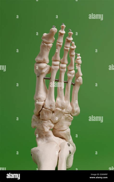 Skeleton Foot Stock Photos Skeleton Foot Stock Images Alamy