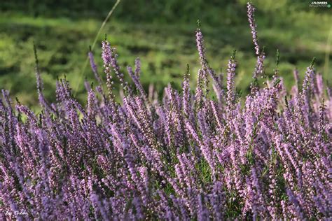 Purple Heathers Flowers Wallpapers 2304x1536