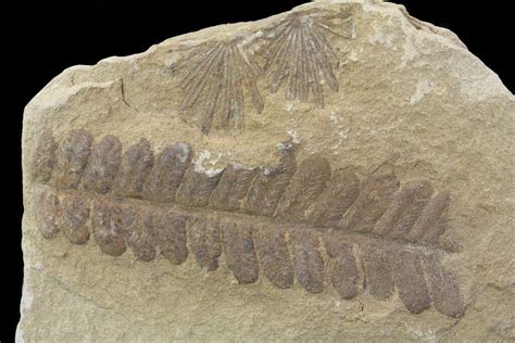 2.8" Pennsylvanian Fossil Fern (Alethopteris) - Kansas (#65370) For ...