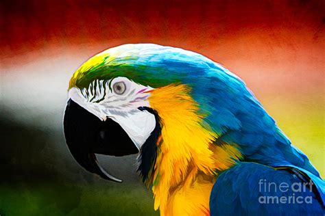 Macaw Tropical Bird Photograph by Eleanor Abramson - Fine Art America