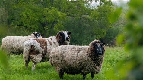 La Fili Re Ovine Lait Et Viande