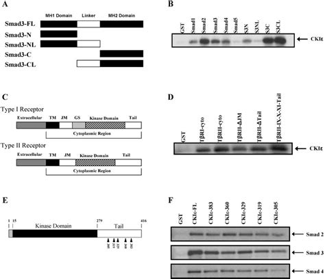 Cki Physically Interacts With Smads And Tgf Receptors In Vitro A Download Scientific Diagram