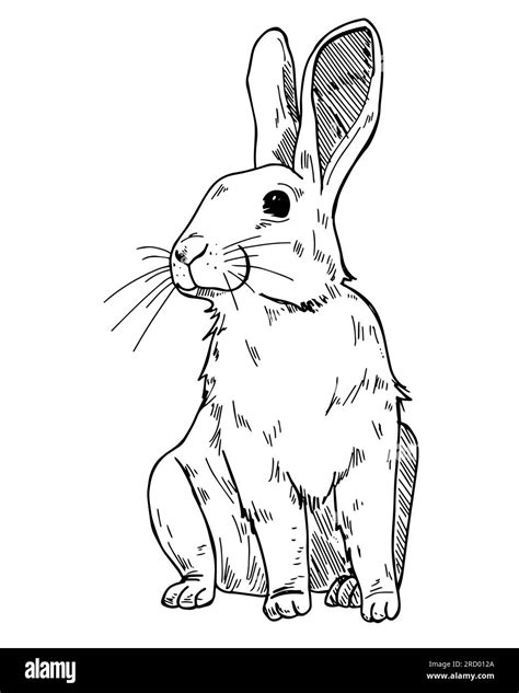 Artistic rabbit coloring sheet Black and White Stock Photos & Images - Alamy