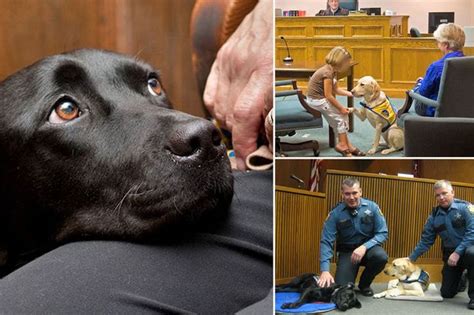 Courthouse Dogs Specially Trained Pooches Sworn In To Comfort