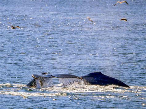 Icy Strait Whale Watching Excursion - Icy Strait Excursions