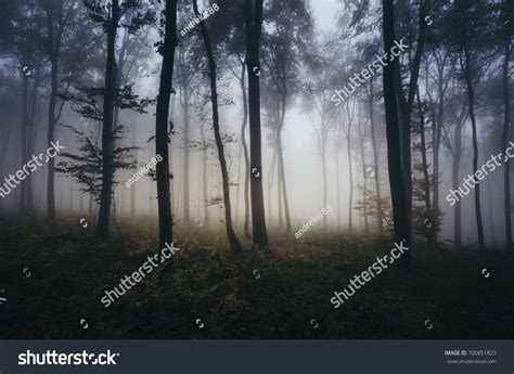 44300 Misty Dusk Immagini Foto Stock E Grafica Vettoriale Shutterstock