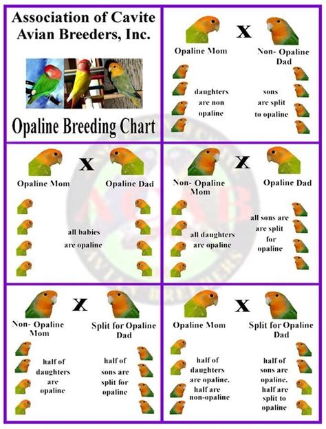 Genetics African Lovebirds Bird Breeds Love Birds Pet