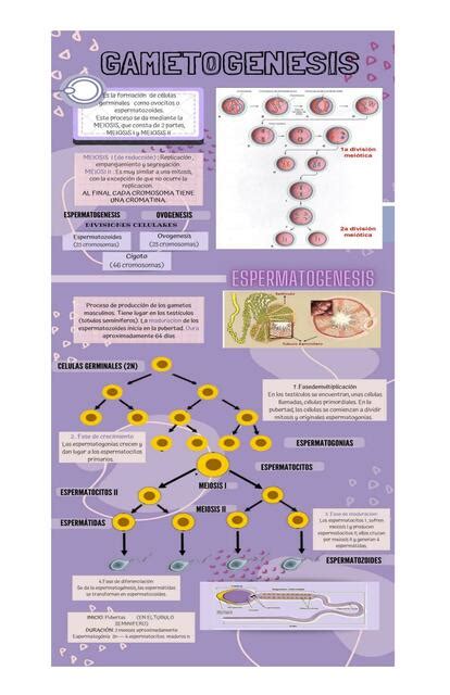 Gametog Nesis Espermatog Nesis Ovog Nesis Primera Semana De Embarazo