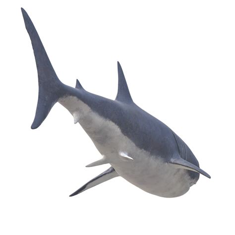 Swimming Shark Illustration 27257683 Png