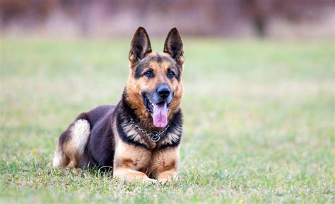 Unleash the Beauty of a Long Haired Brown German Shepherd - See the Best Photos Here!