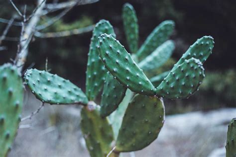 Tout Savoir Sur Le Cactus Raquettes Plante Grasse