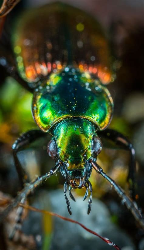 a close up view of a green bug