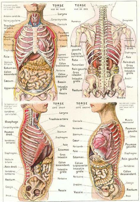 Le Corps Humain En Image Le Corps Humain Anatomie Qfb The Best Porn