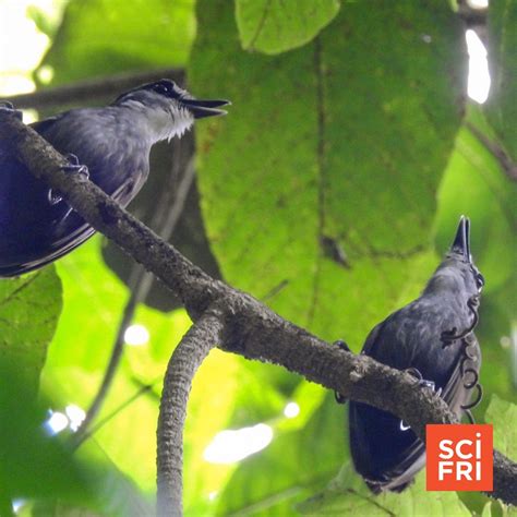 Crowdsourced Data Identifies 126 ‘Lost’ Bird Species | Science Friday ...