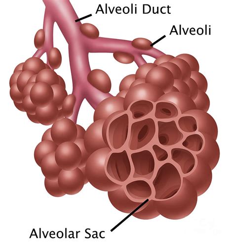 Labelled Diagram Of Alveoli