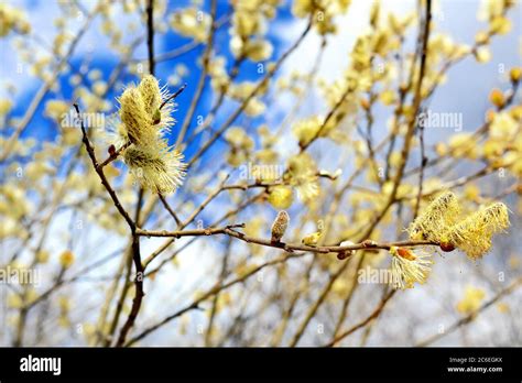 Blossoming Spring Pussy Willow Twig With Buds On Bright Sky Background Stock Photo Alamy