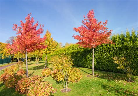 Indiana Hardy Trees That Can Be Planted in Full Sun Locations ...