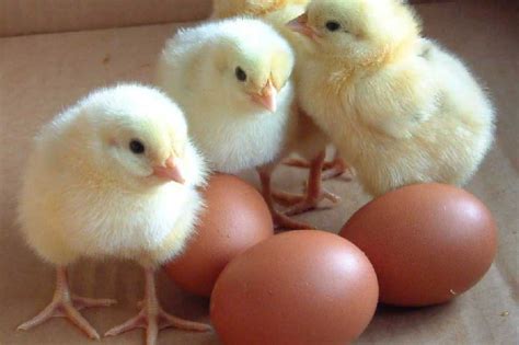 Ross 308 Cobb 500 Hatching Eggs And Day Old Chicks Buy Broiler Hatching