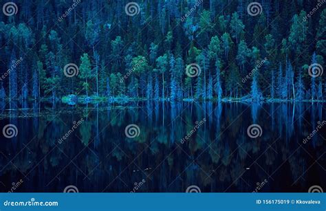 Blue Lake Shore With Pine Trees Nothern Landscape Karelia Stock Image