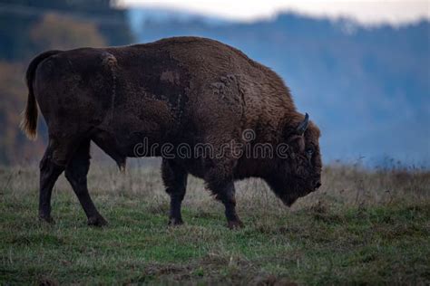 Wisent Zubr Or Bison Bonasus Giant Protected Brown European Bison