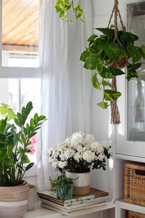 Plantas Colgantes Ideas Para Decorar Dentro Y Fuera De Casa Con Shopping