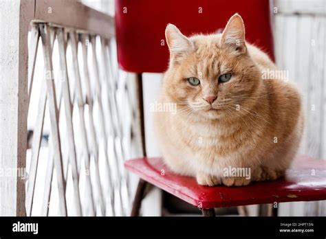 Cat On Veranda Hi Res Stock Photography And Images Alamy