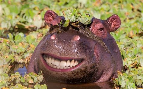 😄🦛 Happy Hippo Closeup Of A Smiling Hippo Face Photoshop Magic 📸