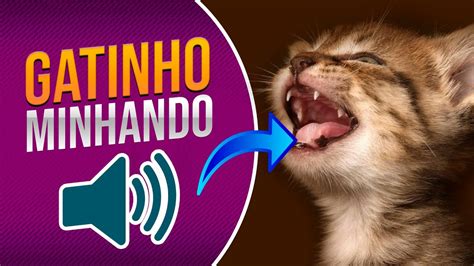 Som De Gato Miando Alto Som De Gatinho Miando Youtube