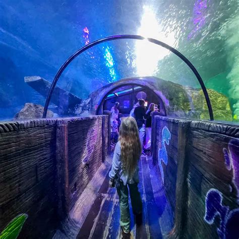 Blackpool Sea Life Centre Review Mummytravels