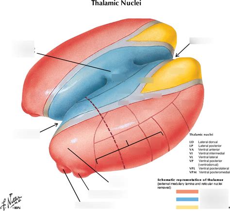 Thalamic Nuclei Anatomy Diagram Quizlet Hot Sex Picture