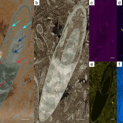 Thin Section And SEM EDS Images Of Specimen No NFM F 2776 A Cross