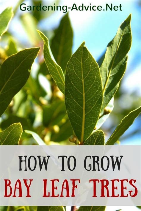 The Bay Leaf Plant How To Grow A Bay Leaf Tree As A Culinary Herb