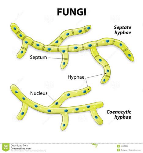 Bio Lab Exam 1 Fungi Flashcards Quizlet