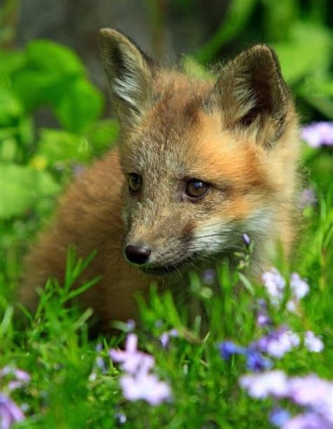 How foxes are domesticating themselves – Artofit