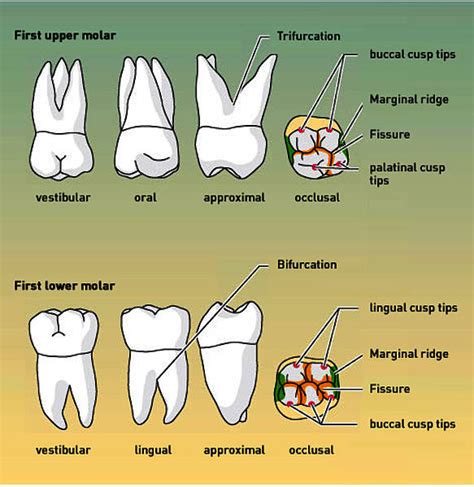 Upper And Lower Molar