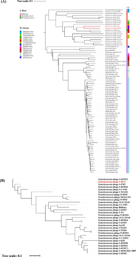 A Phylogenetic Analysis Showing Evolutionary Relationships And