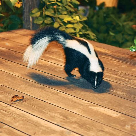 Whither the Skunks? - Tallahassee Magazine