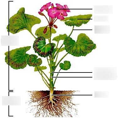 Anatomy Of A Geranium Diagram Quizlet