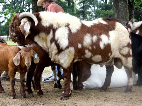 South African Boer Goat Bucks Boer Goats Boer Goats Showing